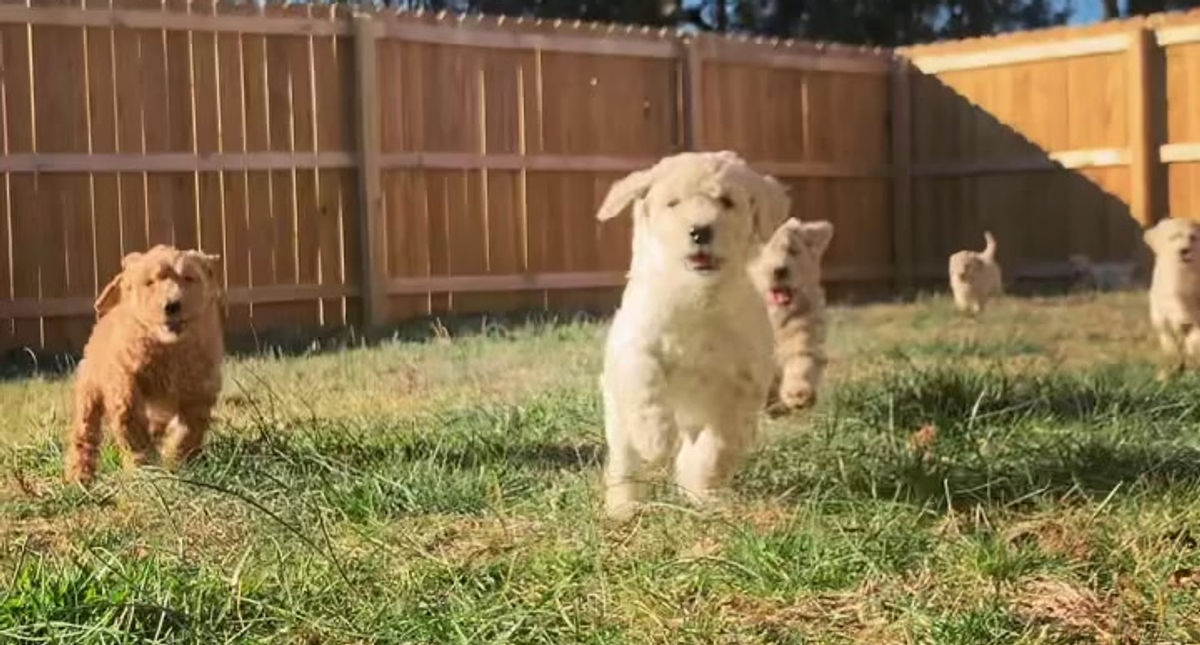 Pups backyard fun!
